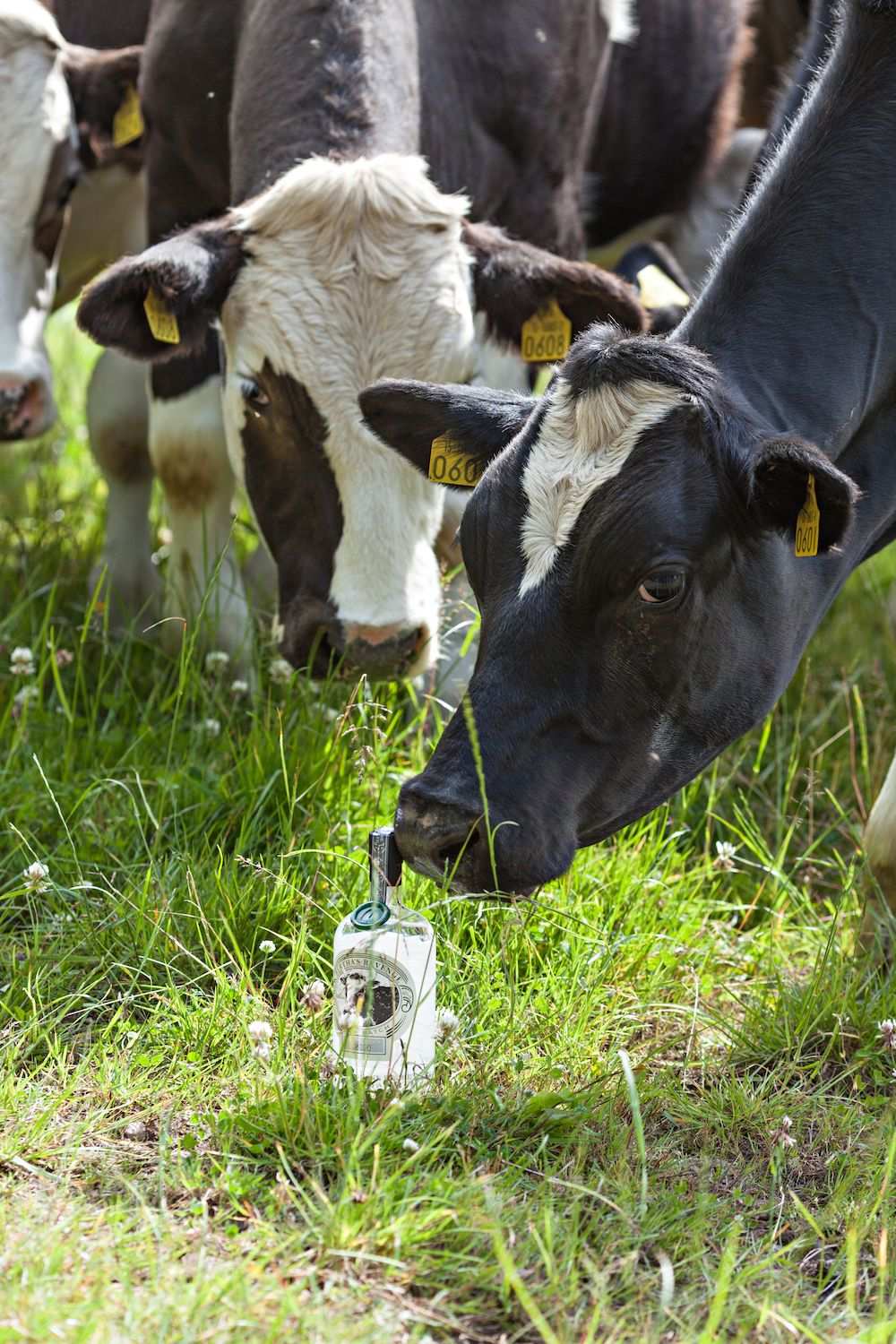 Cow sniffing a bottle of Bertha’s Revenge Irish Milk Gin in a grassy field in County Cork.