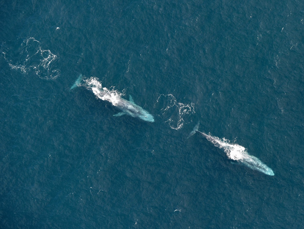 Three large whales swimming near the ocean surface off Slea Head, County Kerry, viewed from an Irish Air Corps aircraft.