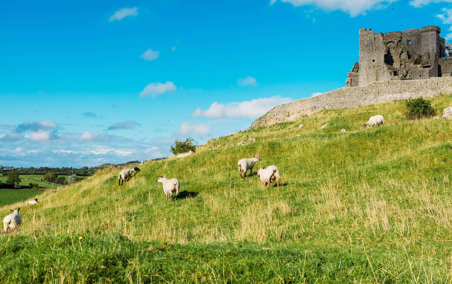 Grazing sheep on the green slope below ancient ruins, with bright blue skies above the Irish countryside.