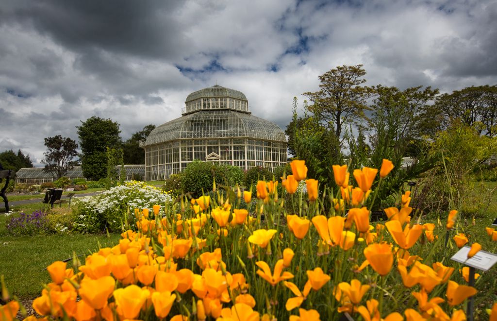Orange poppies in bloom before Victorian glasshouse under cloudy skies.