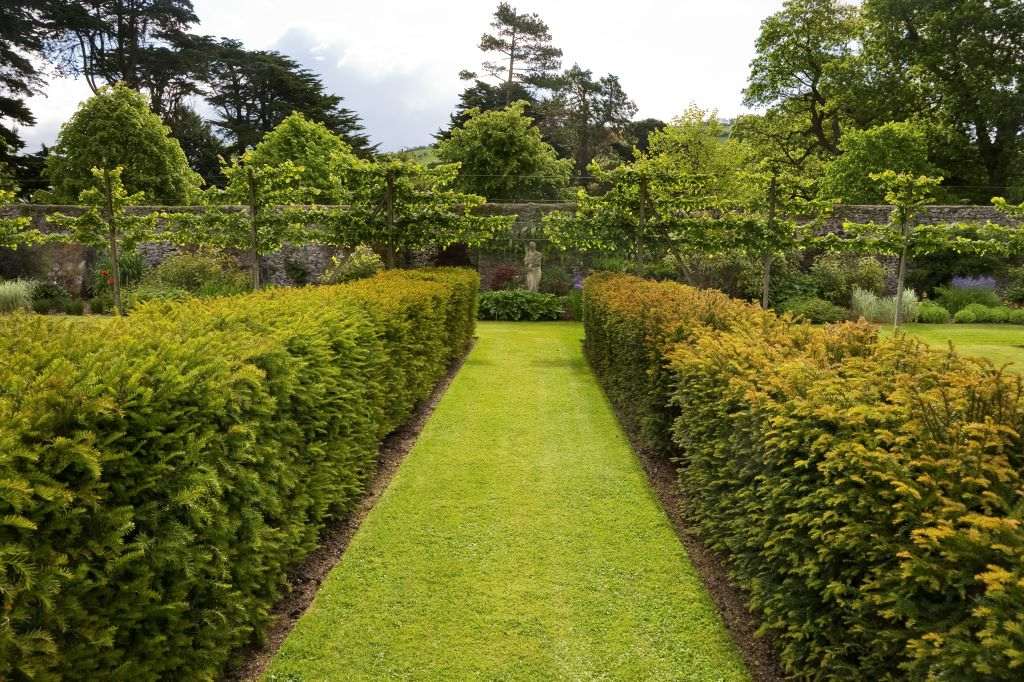 Neatly trimmed hedges and orchard trees in a formal walled garden.