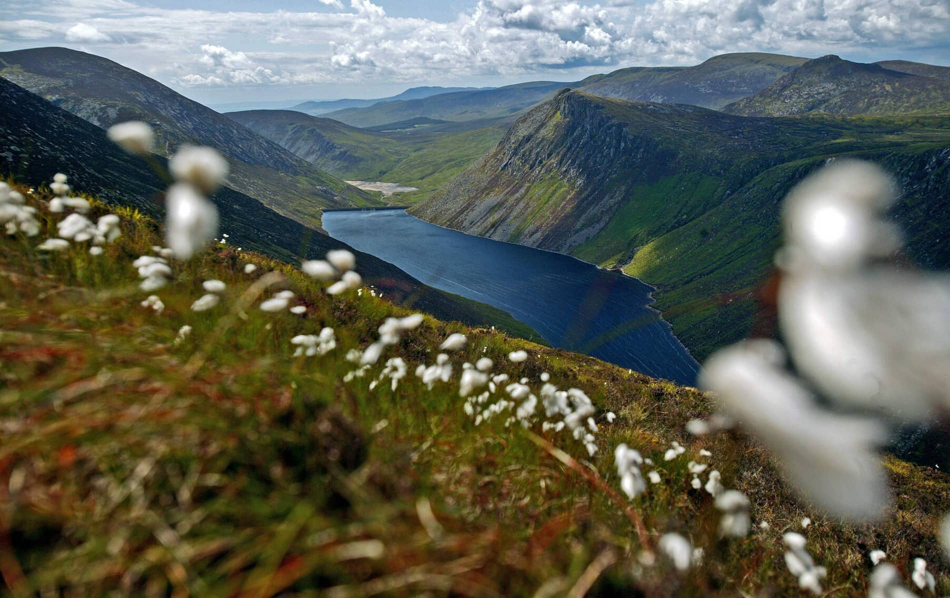 Scenic view of a shimmering lake and rolling green mountains in Ireland, framed by wildflowers in the foreground.