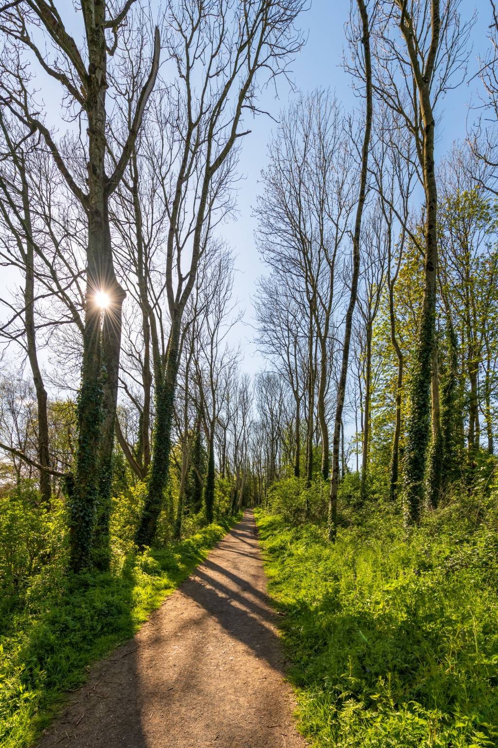 Mountsandel Wood, Derry~Londonderry