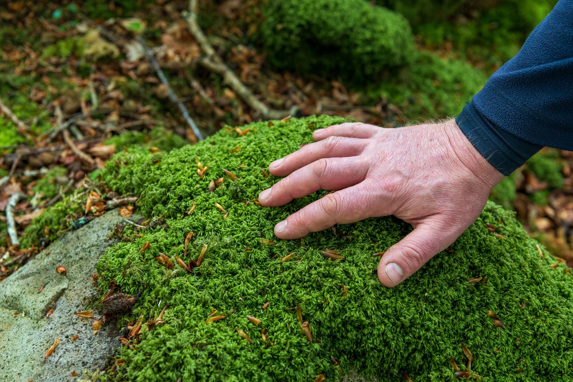 forest-bathing-BG-xhale-gullion-gareth-wray