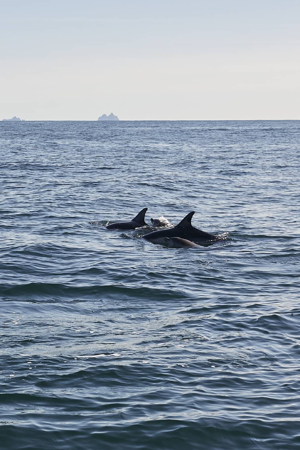 Common dolphins swimming in unison near the surface of the Atlantic Ocean off the coast of Kerry, with dorsal fins visible.