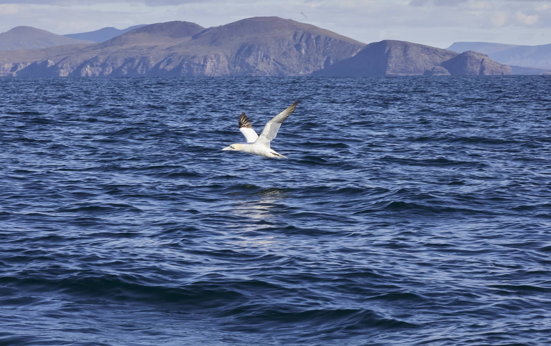 Northern gannet gliding just above the waves near the Blasket Islands, with white plumage and black wing tips.