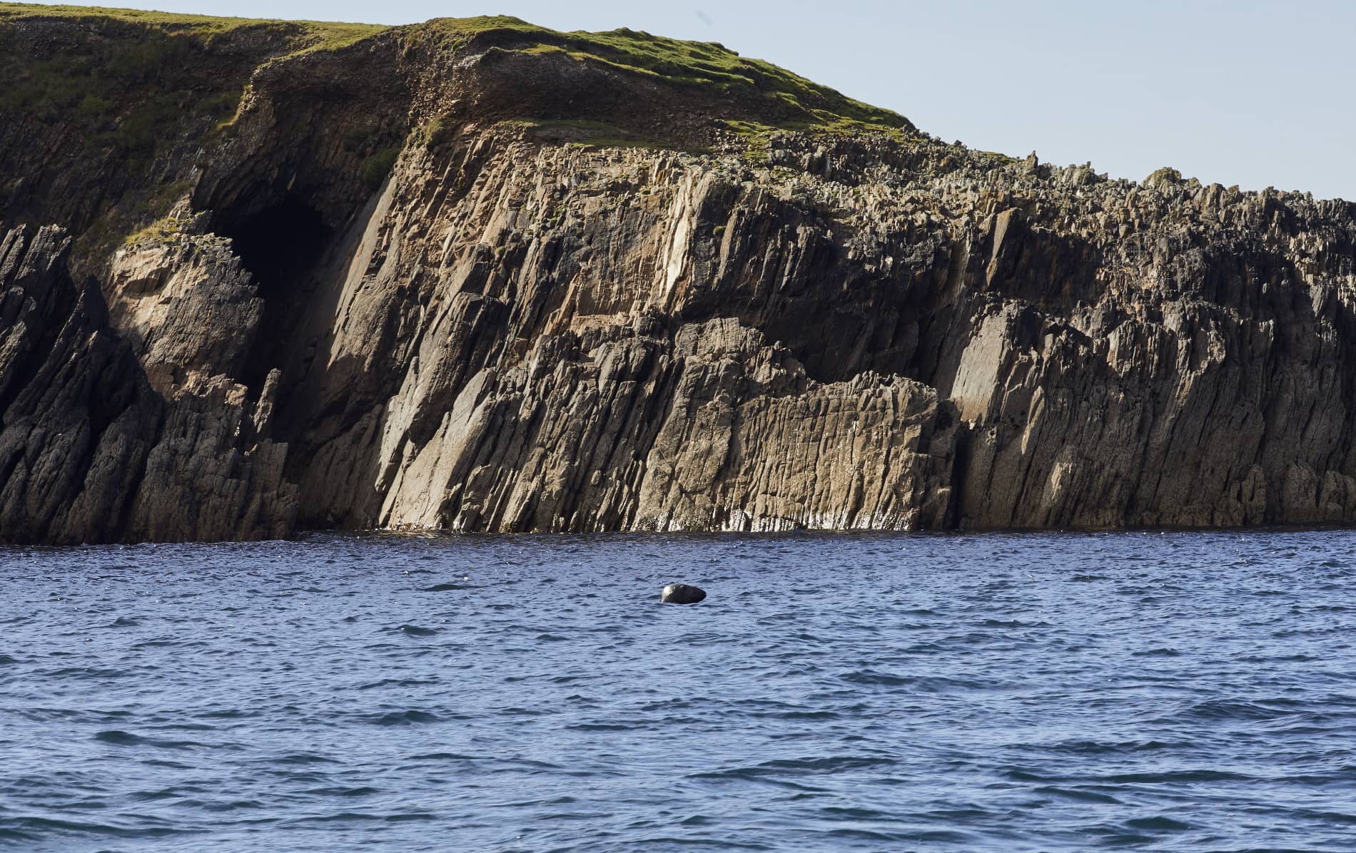 Grey seal head emerging from blue water near jagged cliffs and a dark cave along the Dingle coast.