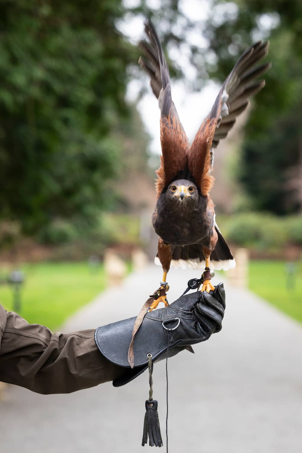 A Harris’s hawk raises its wings while perched on a gloved hand during a hawk walk at Ashford Castle.