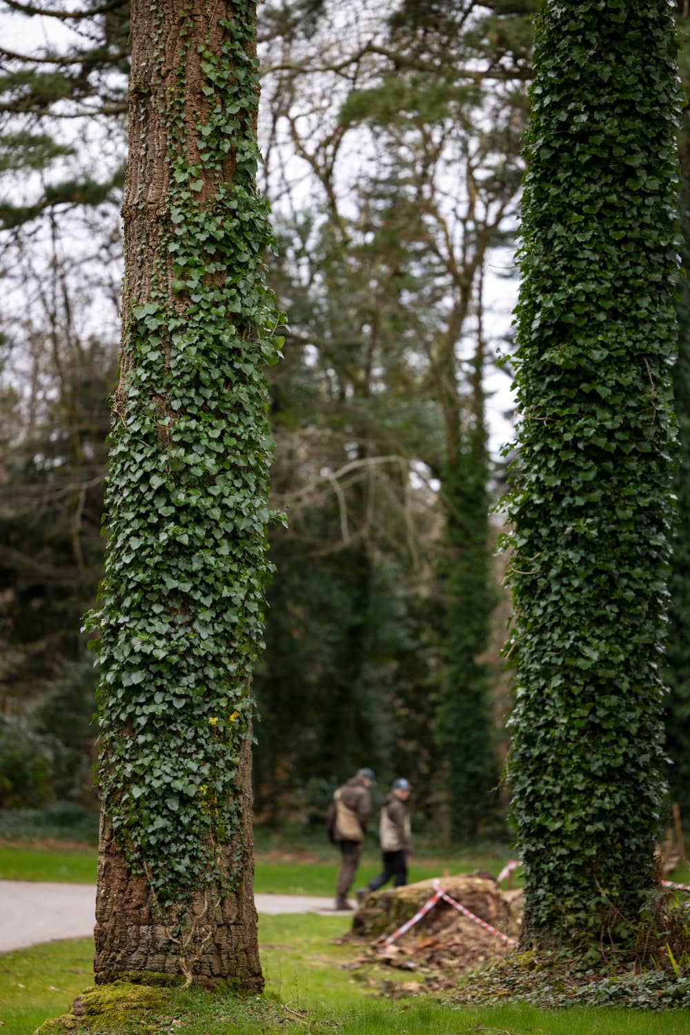 Two falconers walking through woodland at Ashford Castle, County Mayo, beside trees covered in thick ivy.
