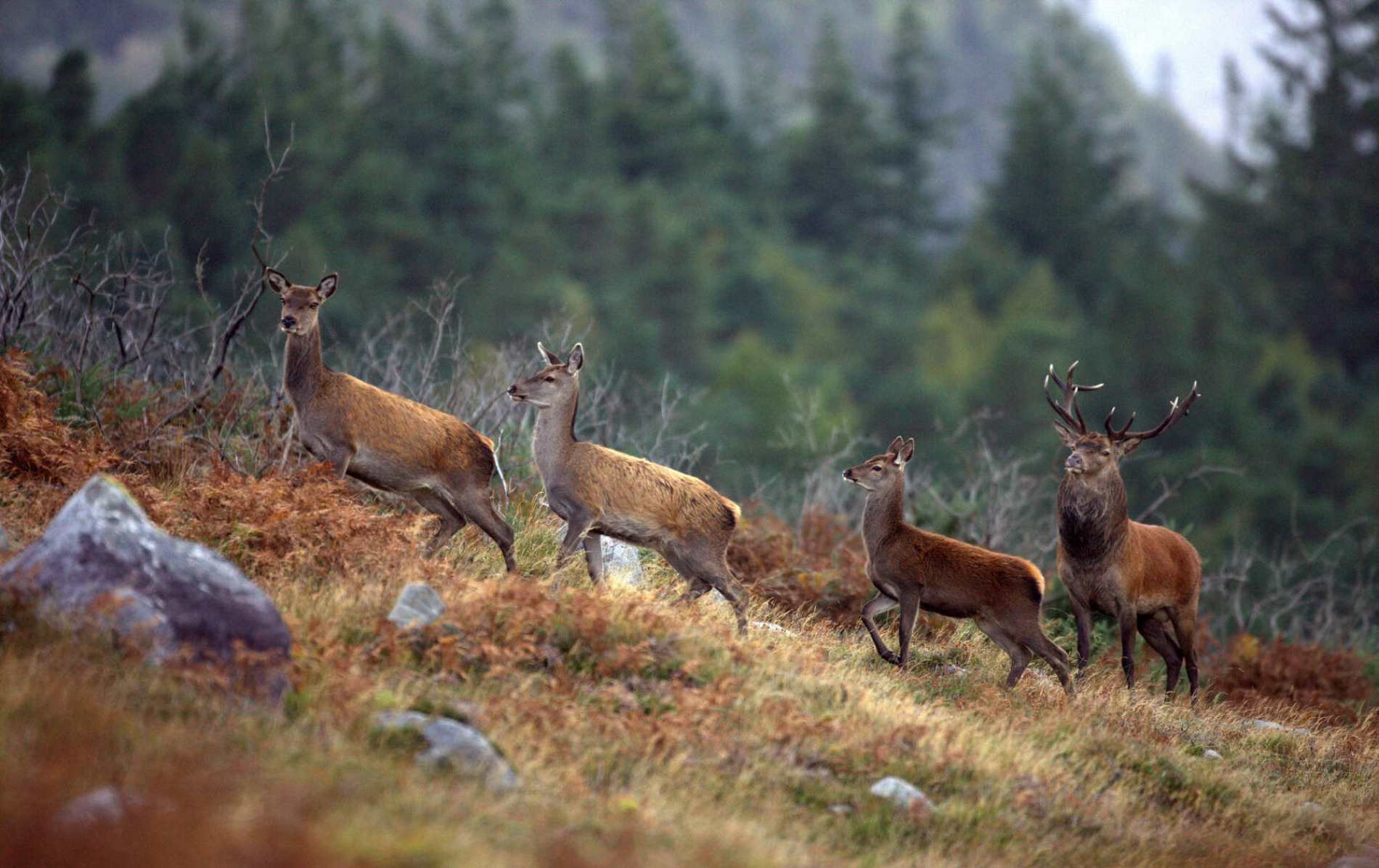 Group of native red deer move through bracken in Killarney National Park, a protected habitat in County Kerry.