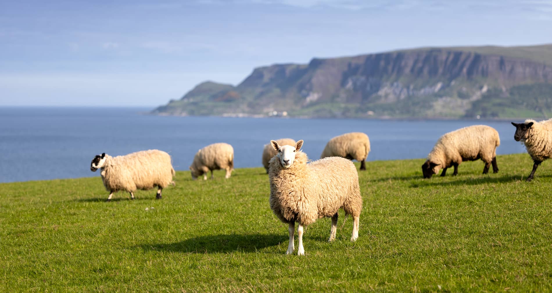 Sheep grazing on a green coastal field with sea views along the Antrim Coast, Northern Ireland.