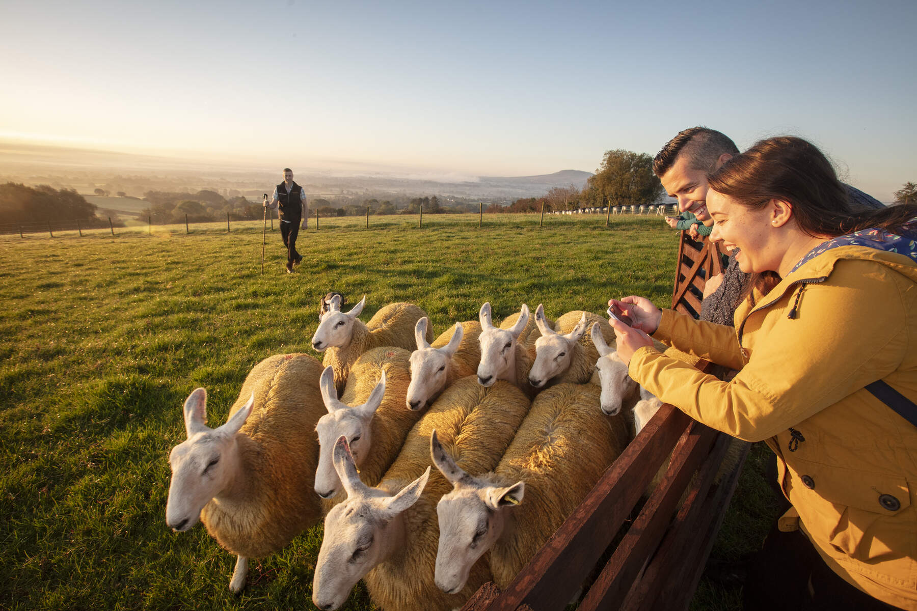 A couple smile at a pen of sheep in golden morning light as a farmer walks through Glenshane Country Farm.