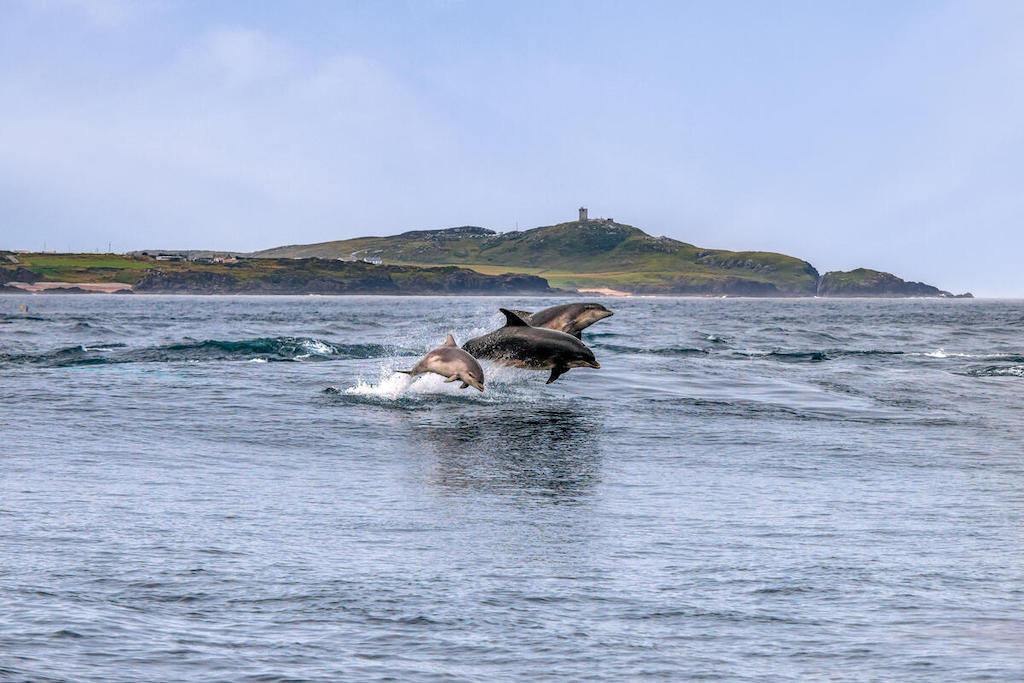 Two dolphins leaping from the sea off the Donegal coast, with a green island and rocky shoreline in the background.