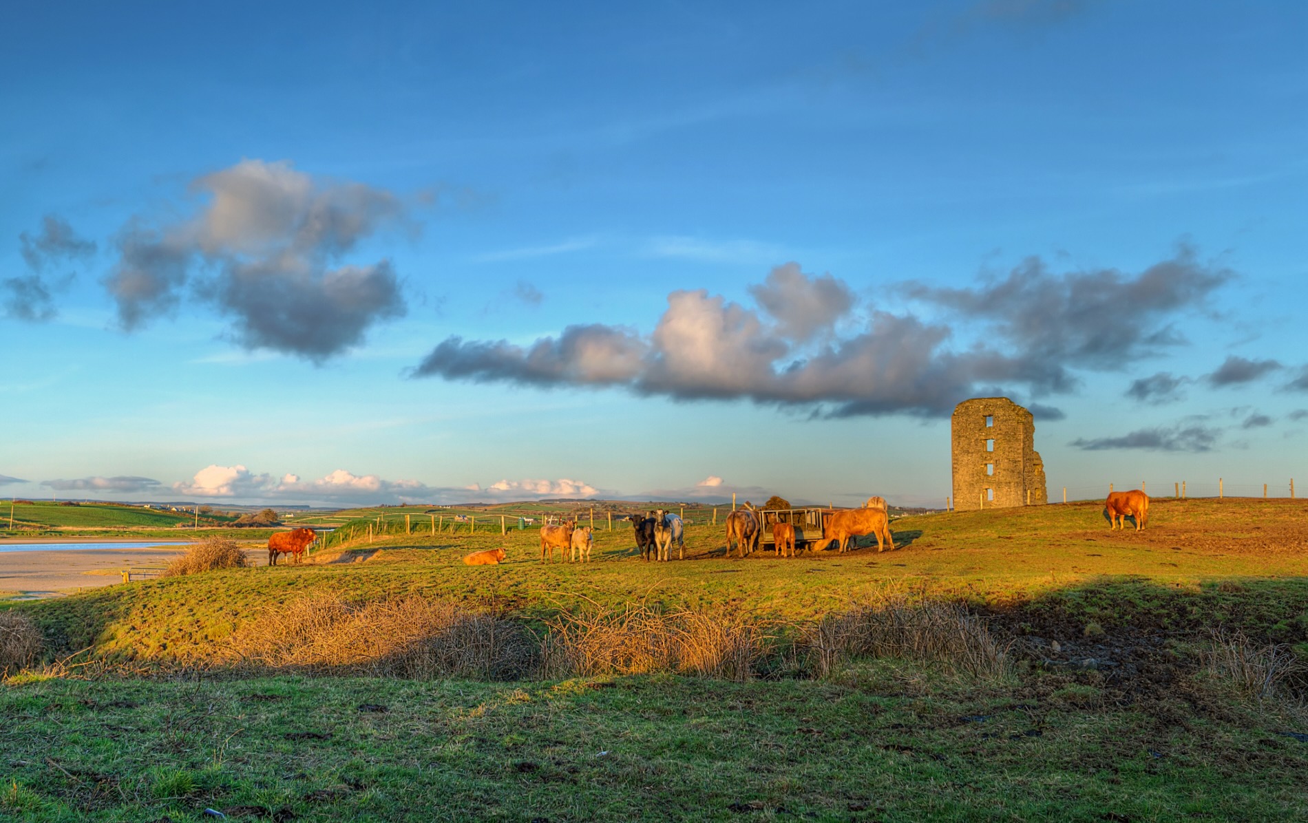 Cows grazing near Dough Castle ruins along the Wild Atlantic Way in County Clare, Ireland.
