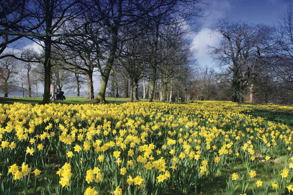 Bright yellow daffodils in full bloom under bare trees in springtime at Belfast’s Barnett Demesne.