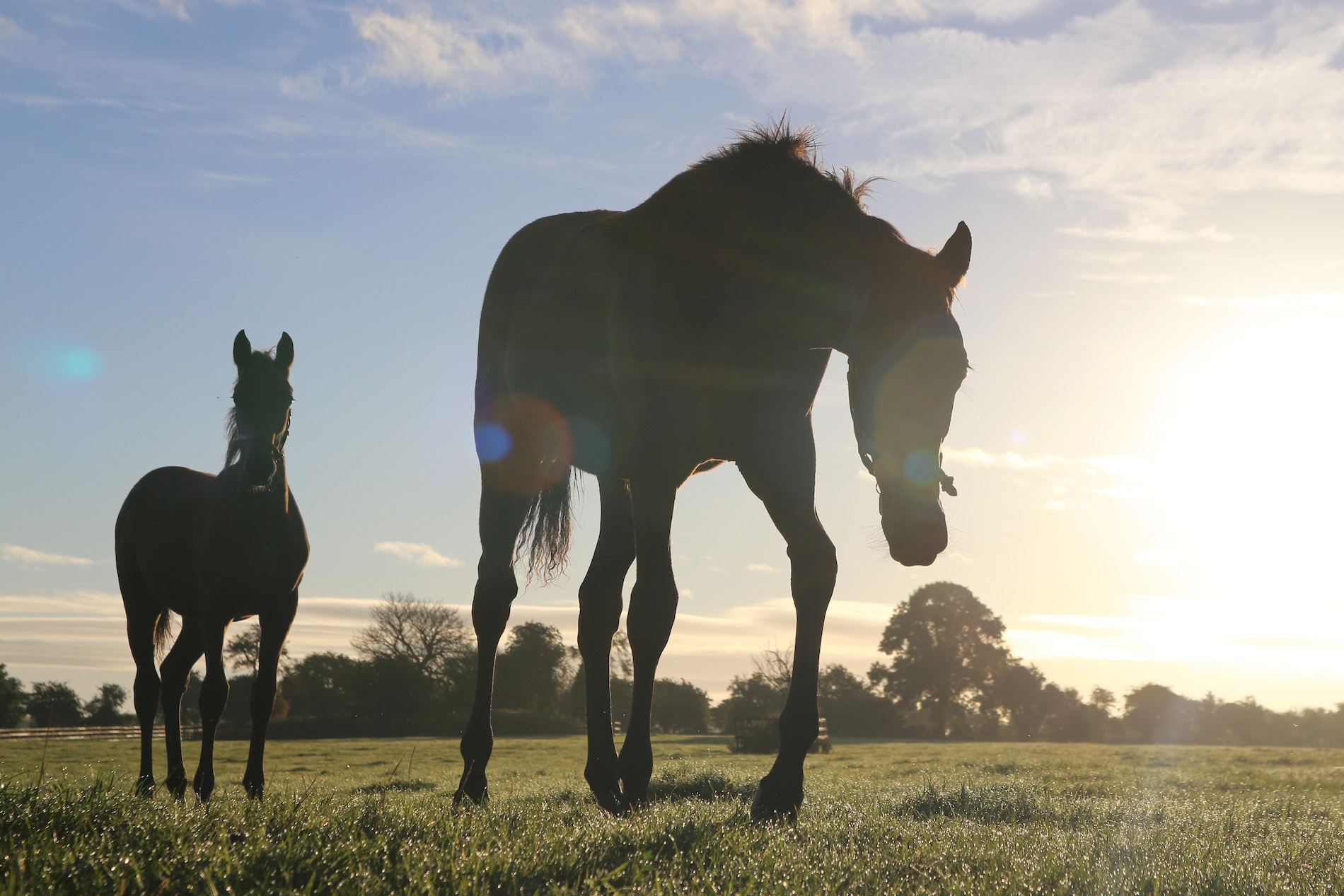 Silhouetted horses grazing in a sunlit field at dawn in County Kildare, Ireland’s horse breeding region.