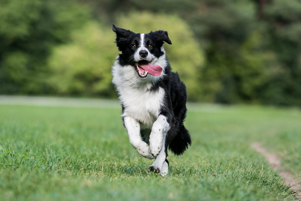 meet-the-shepherd-border-collie-inset-1