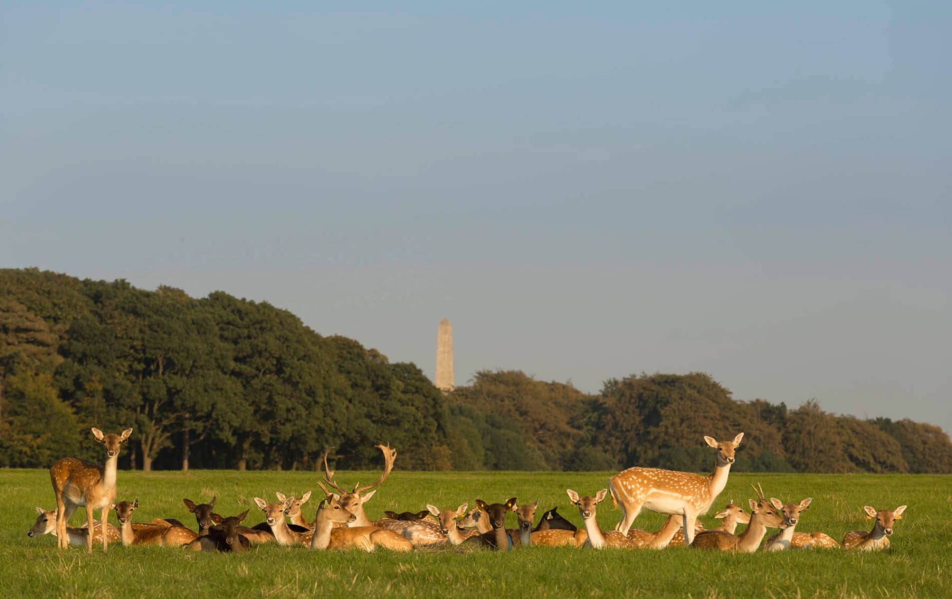 Herd of fallow deer resting on grass in Phoenix Park, Dublin, with trees and the Wellington Monument behind.