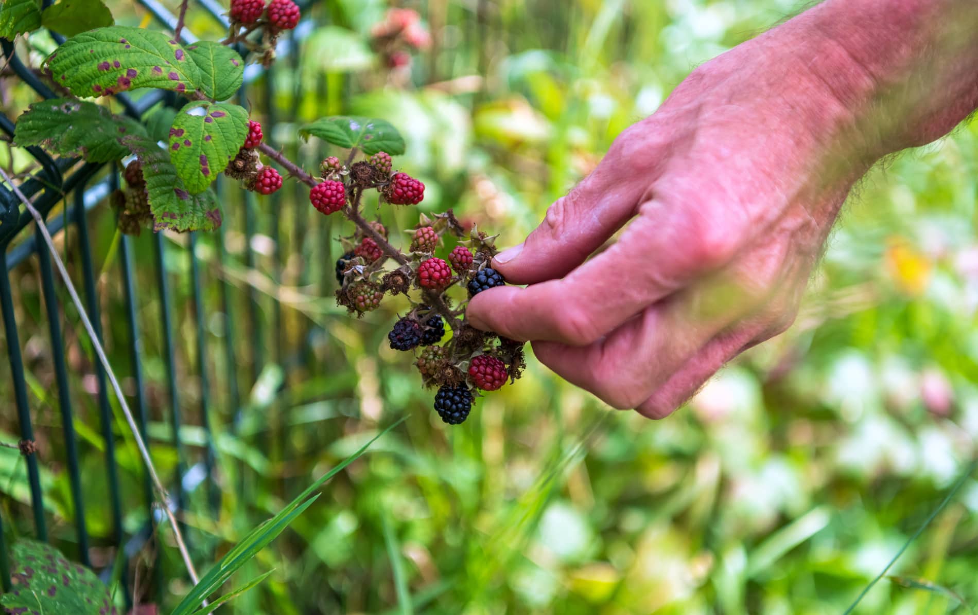 Hand picking ripe blackberries from a hedgerow in Derry~Londonderry.