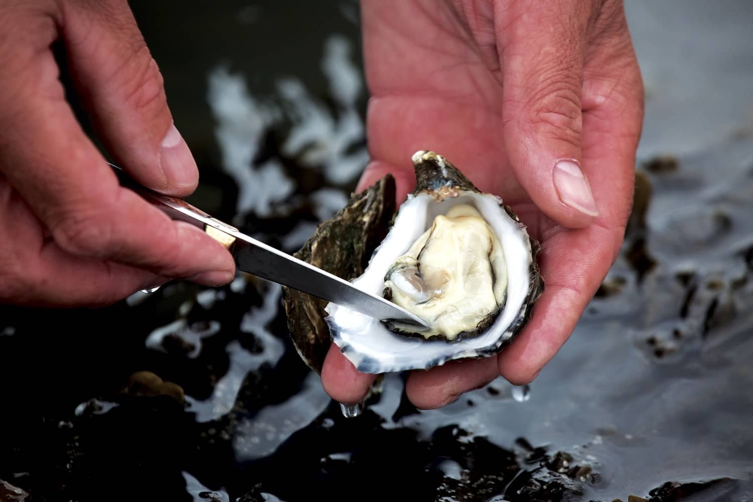 Fresh Carlingford oyster being shucked by hand in County Louth, Ireland.