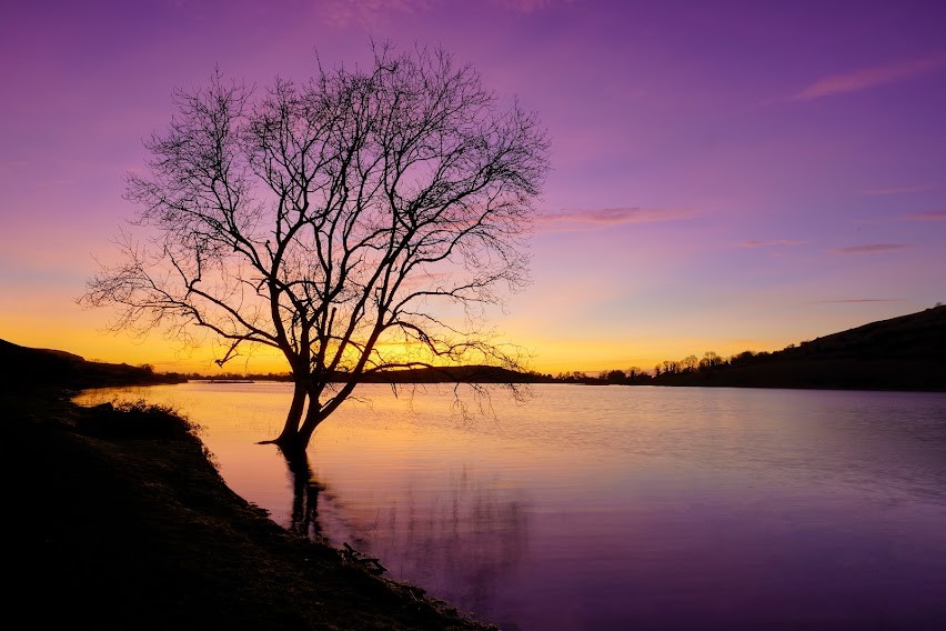Silhouette of tree at Lough Gur, County Limerick, against vivid purple and gold winter sunset.