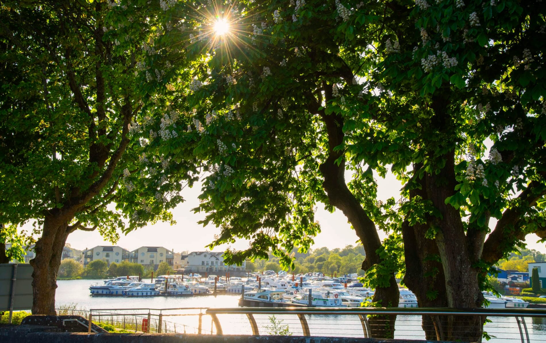 View through trees of Carrick-on-Shannon marina with boats docked on the River Shannon under afternoon sun.