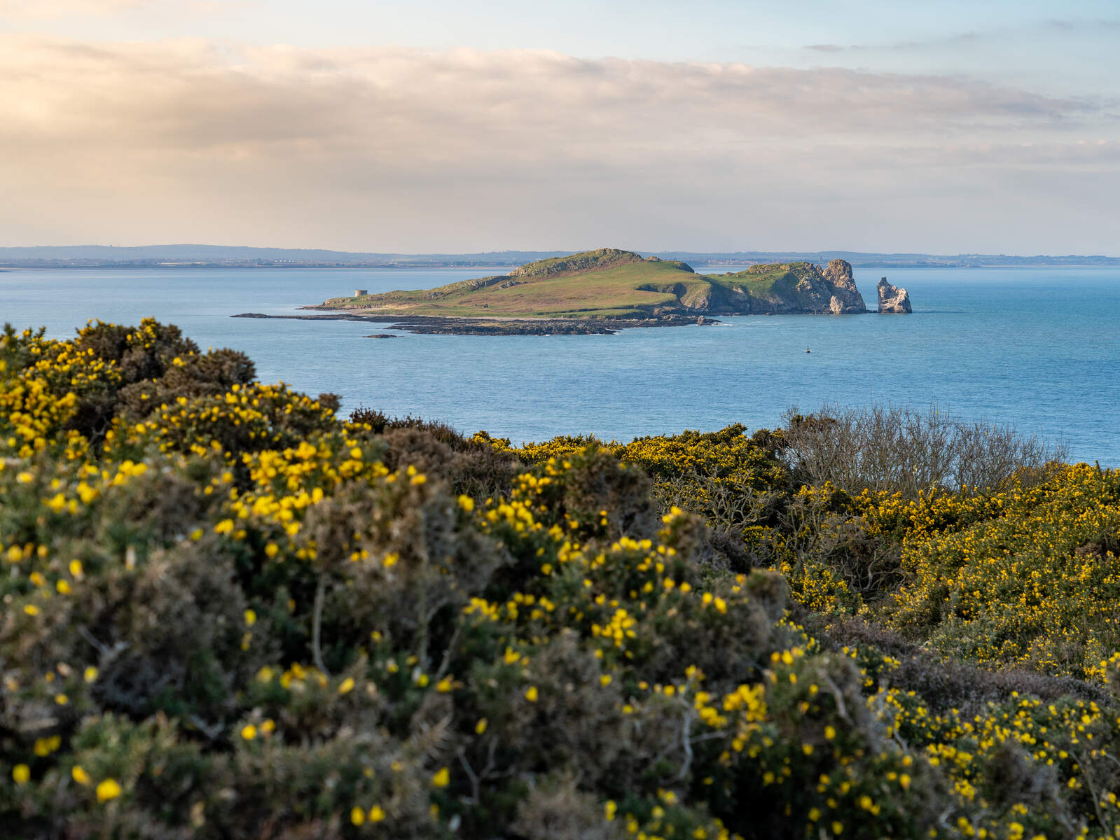The small island of Ireland’s Eye seen across the sea, with rocky cliffs and spring gorse blooming in the foreground.