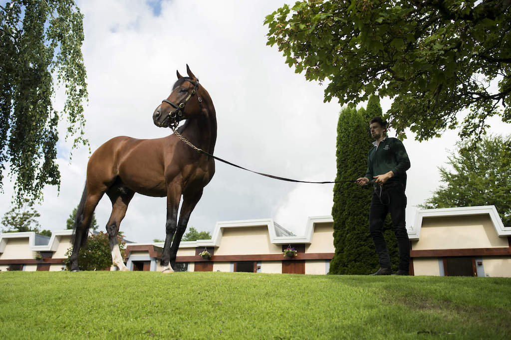A handler leads a tall bay stallion across green lawns outside stables at the Irish National Stud in County Kildare.
