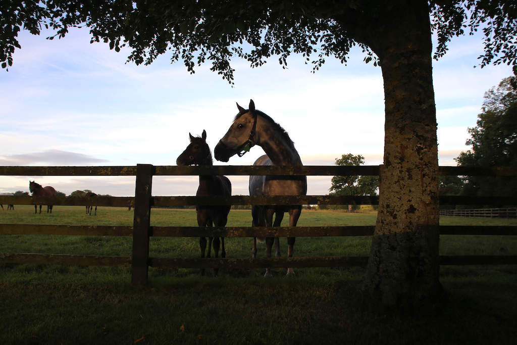 Two horses stand by a wooden fence under a tree, with others grazing nearby at the Irish National Stud, County Kildare.