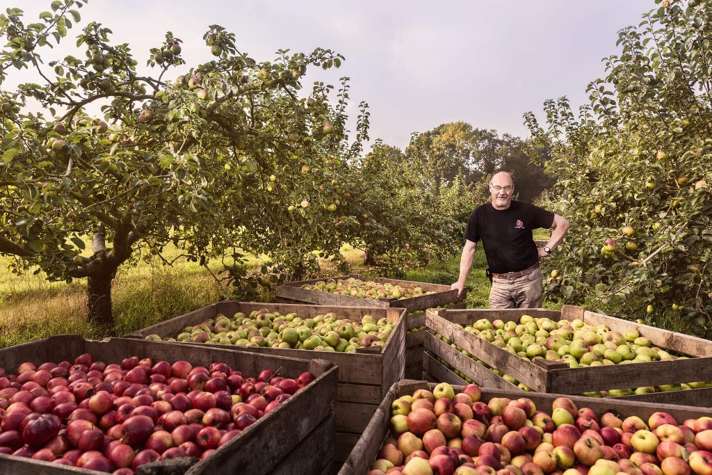Farmer in an orchard with crates of apples during harvest season in County Armagh.