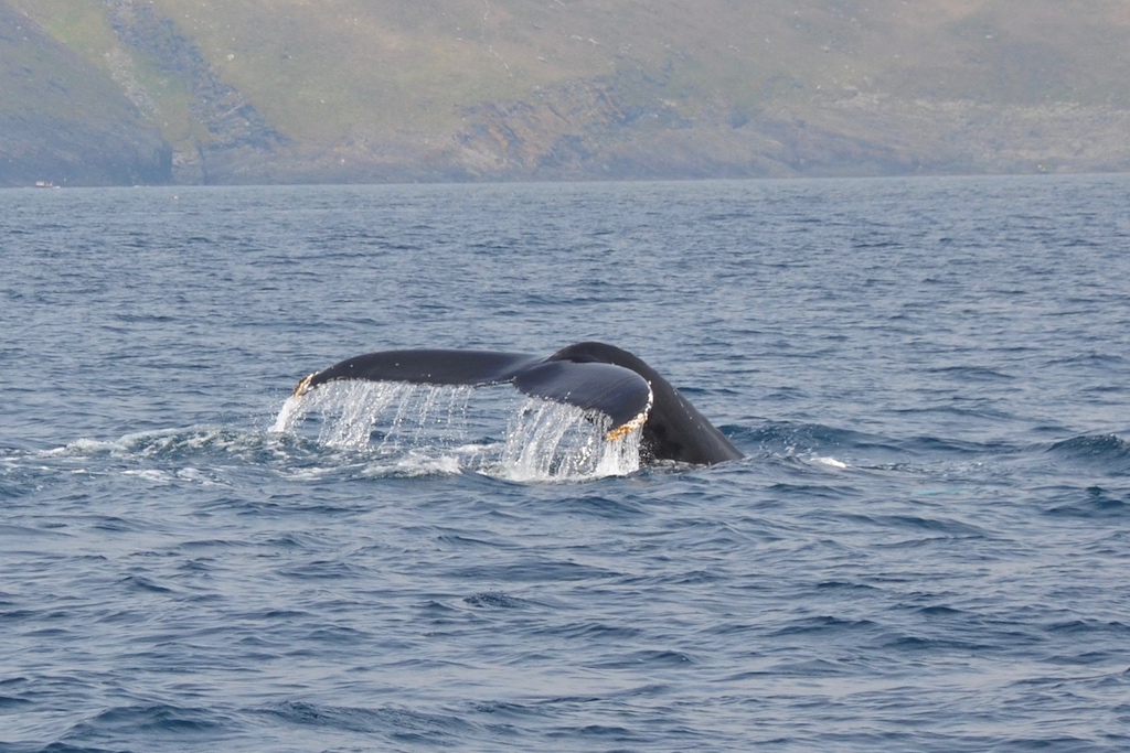 Whale tail splashing into the Atlantic Ocean off the coast of West Cork, Ireland.