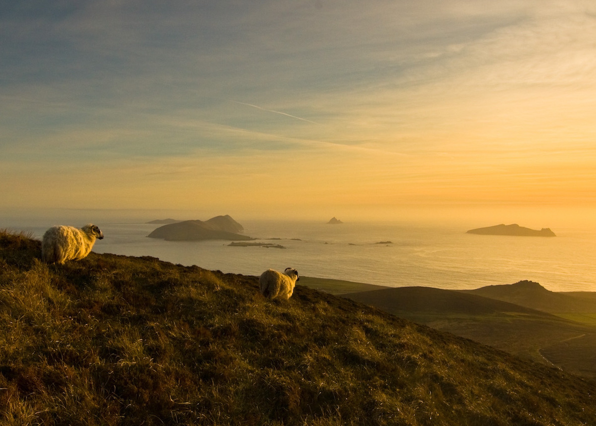 Sheep grazing on a hillside at sunset overlooking the Atlantic Ocean and the Skellig Islands in Kerry.