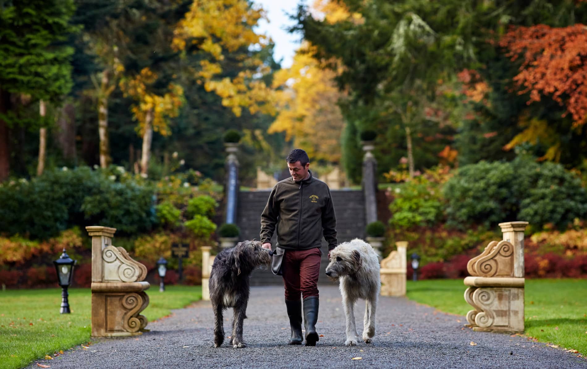 Man walking two Irish wolfhounds through the landscaped gardens of Adare Manor in autumn.