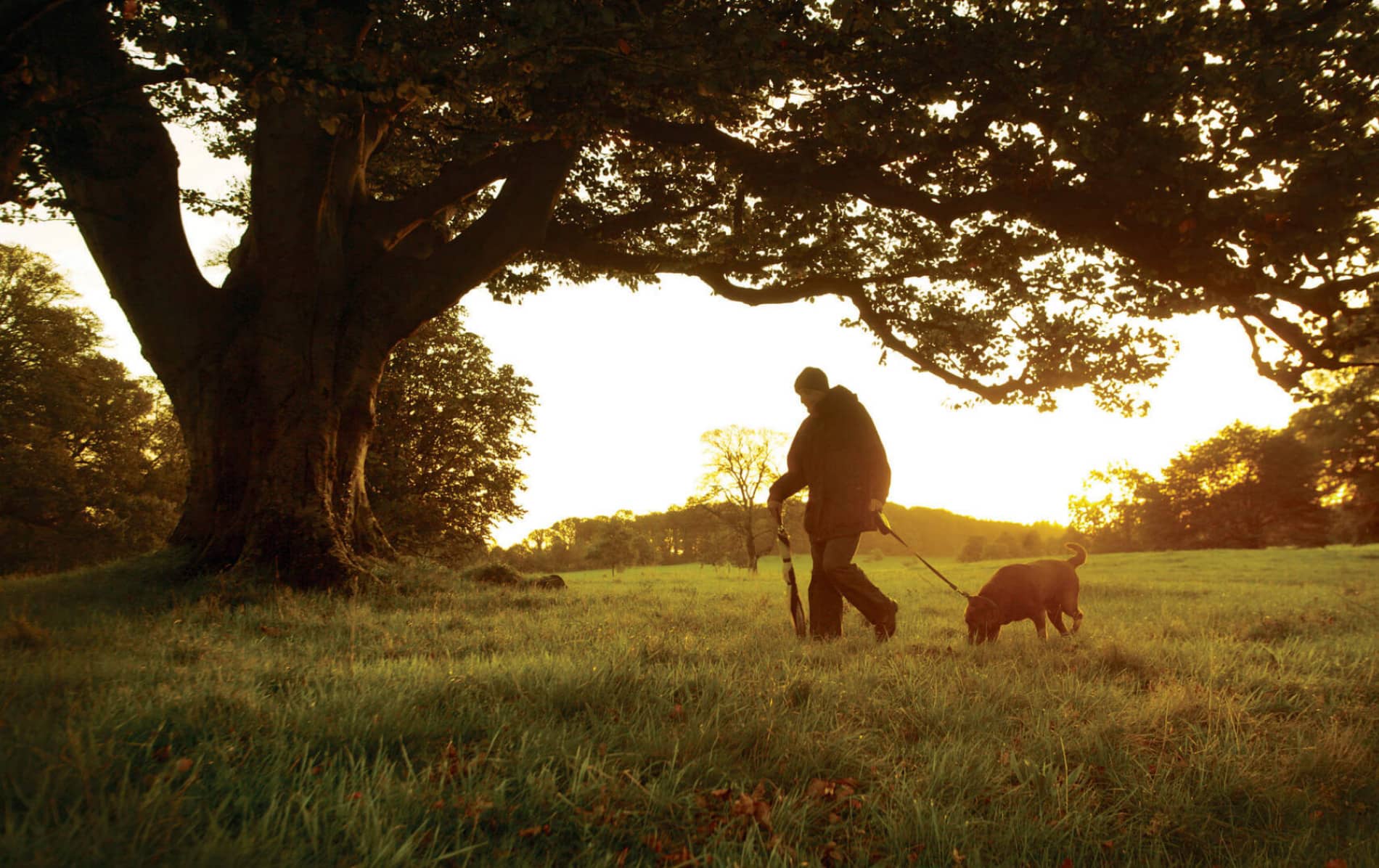 Person walking a dog beneath a large oak tree at sunset in a quiet countryside field in Ireland.
