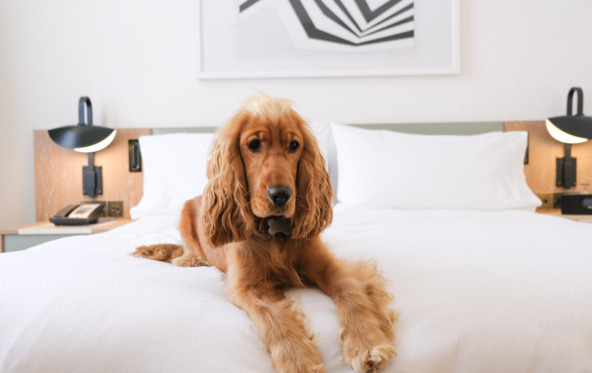 Golden spaniel lying on a freshly made bed in a bright, pet-friendly boutique hotel room.