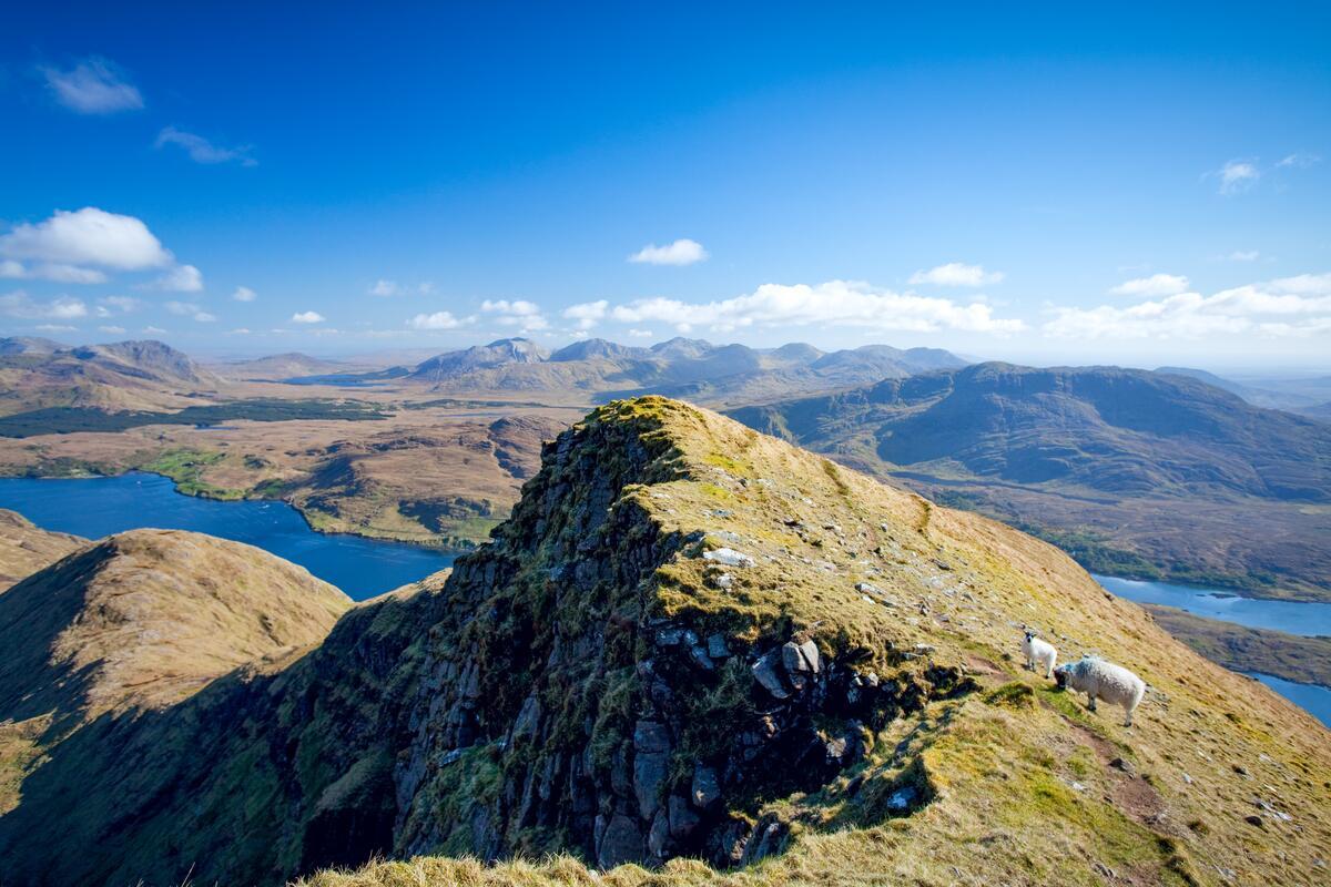 Sheep graze near the summit of Mweelrea overlooking Killary Harbour and the mountains of County Mayo.