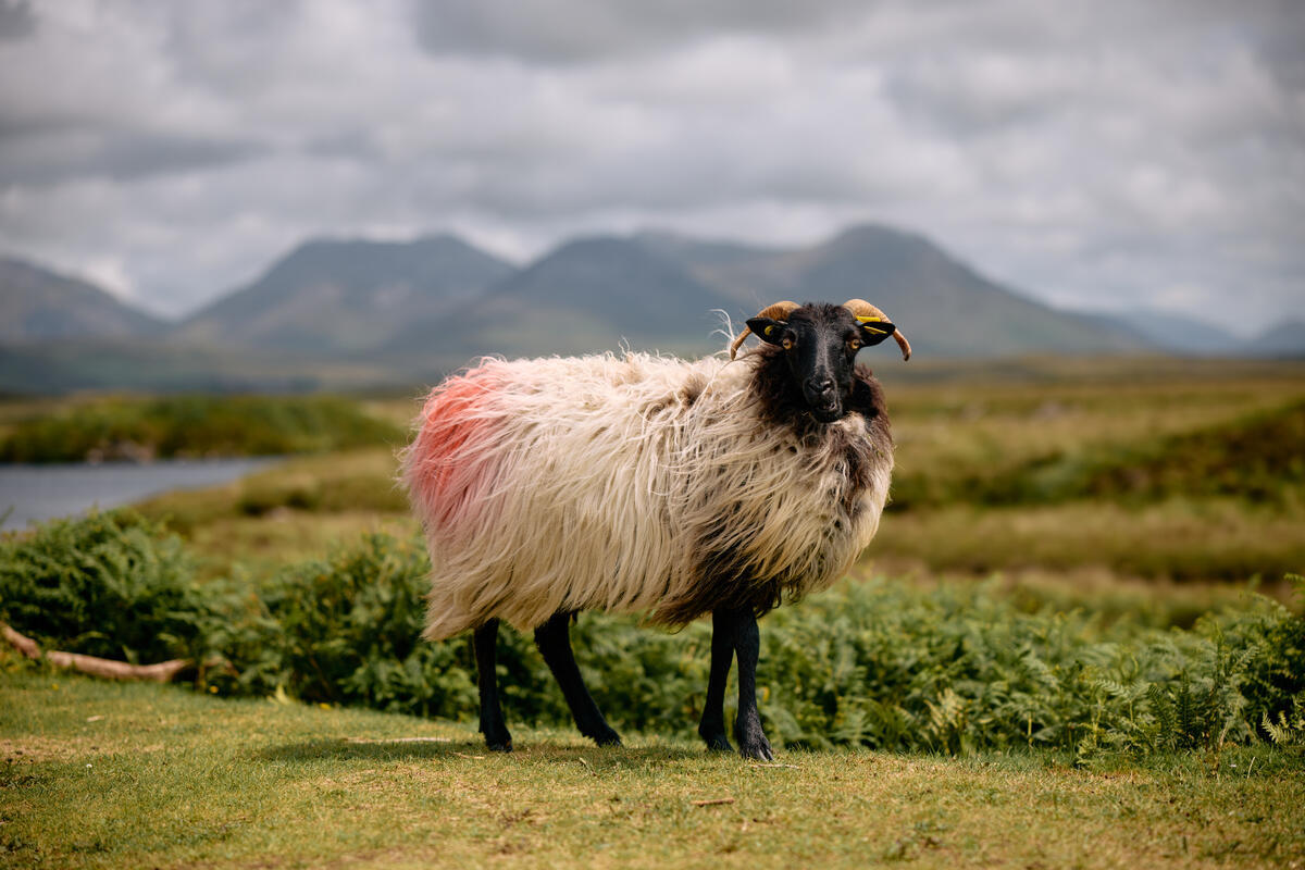 Connemara sheep standing in front of the Twelve Bens mountains in Connemara, County Galway.