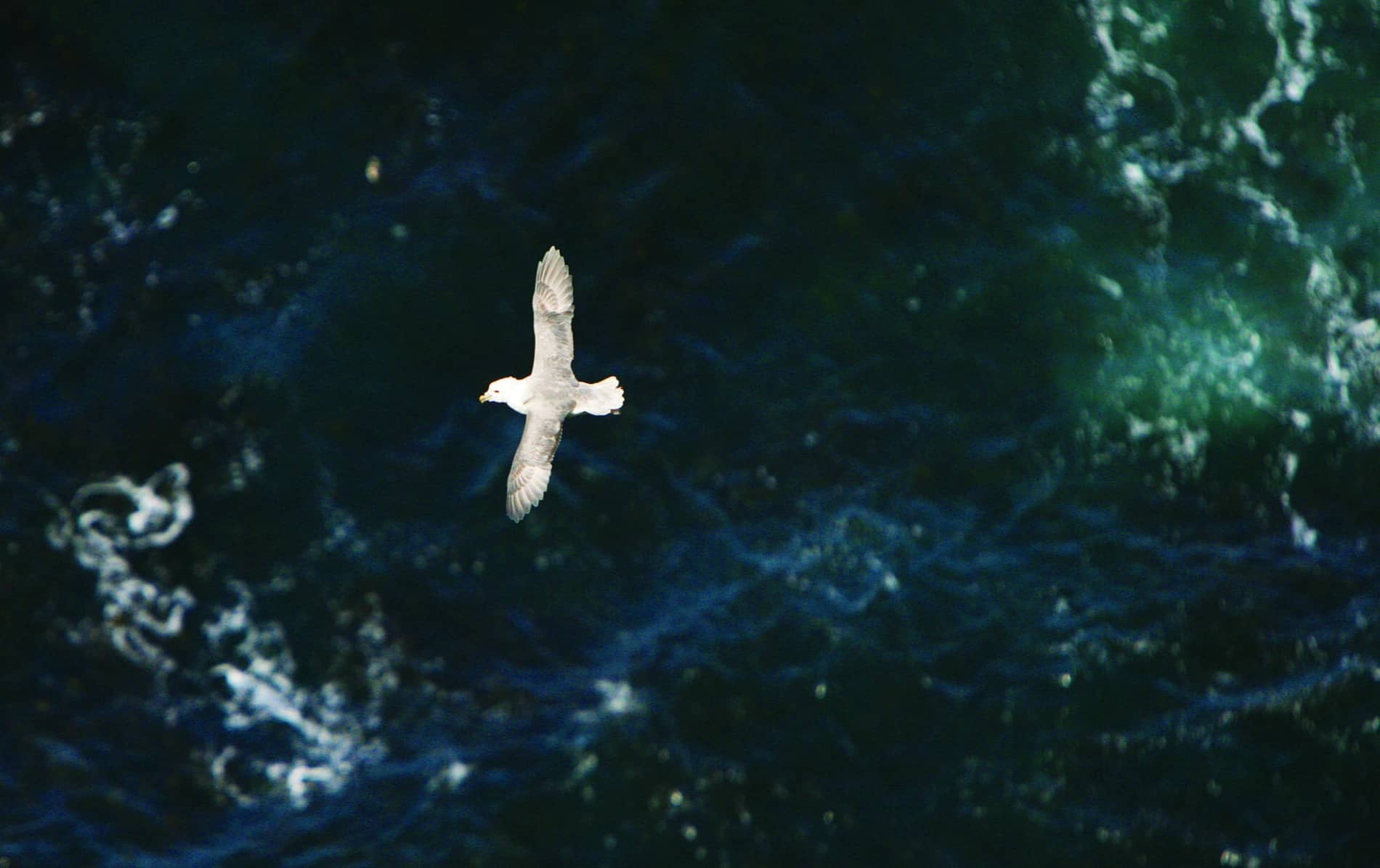 A lone seabird glides with outstretched wings above dark green waves of the North Atlantic off the coast of Northern Ireland.