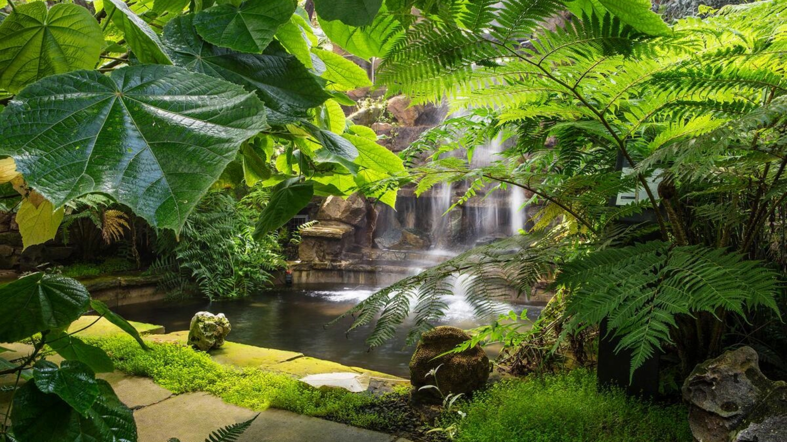 Tropical glasshouse ravine with cascading waterfalls, ferns and oversized leaves around a tranquil pool at Belfast Botanic Gardens.