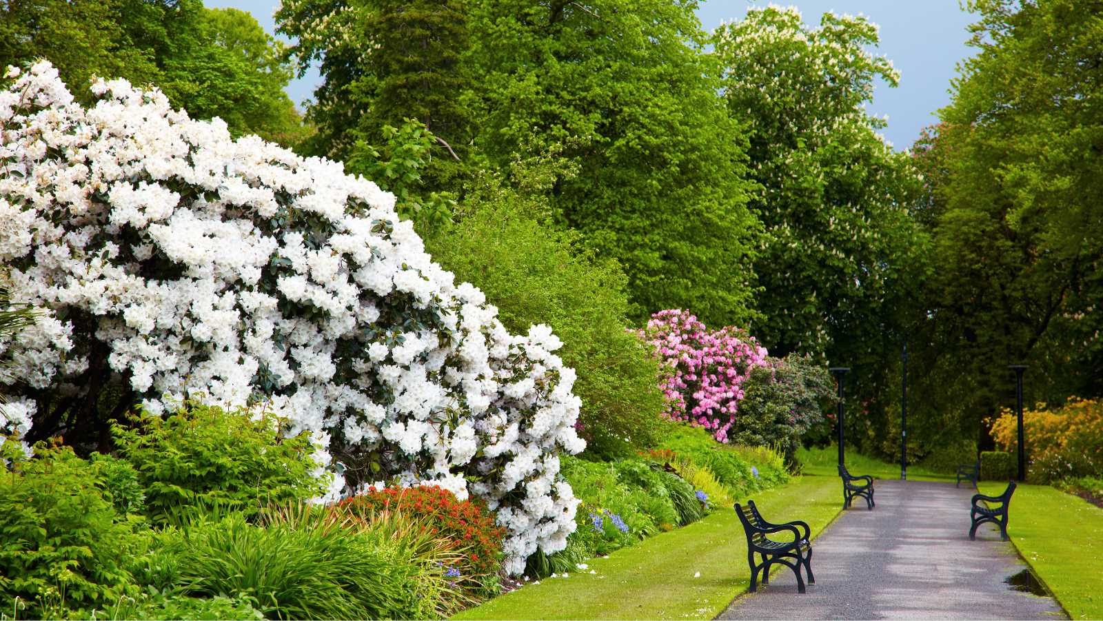 Pathway through Belfast Botanic Gardens, lined with benches and blooming rhododendrons beneath lush green trees.