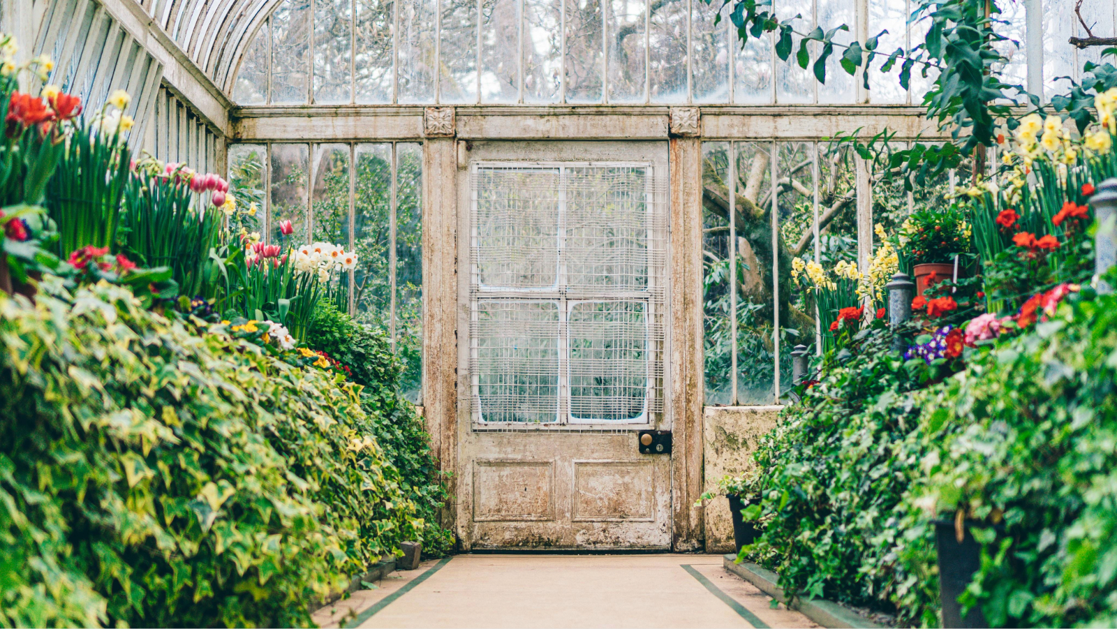 Walkway inside a historic glasshouse, bordered by colourful spring flowers and lush greenery in bloom at Botanic Gardens, Belfast.