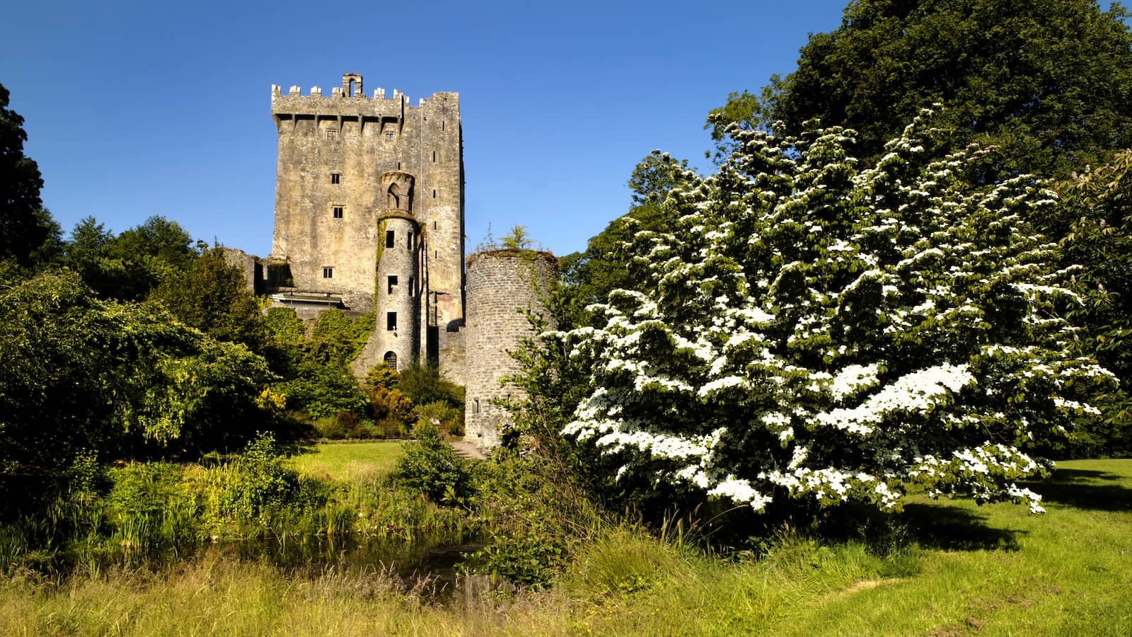 Blarney Castle in County Cork beside a white hawthorn tree in bloom on a sunny day.