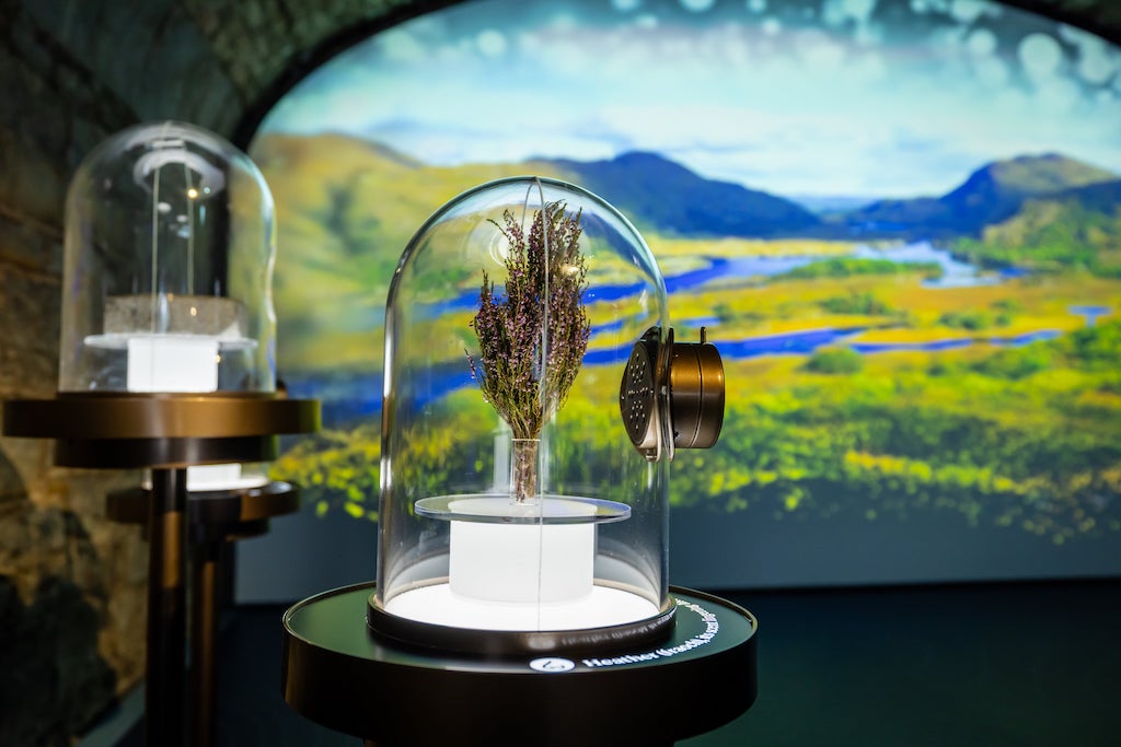 Interactive sensory exhibit featuring Irish heather at EPIC The Irish Emigration Museum in Dublin.