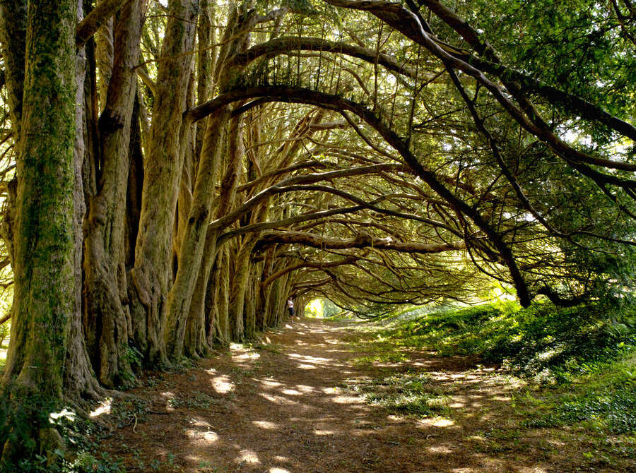 yew-tree-walk-huntington-castle-inset-1