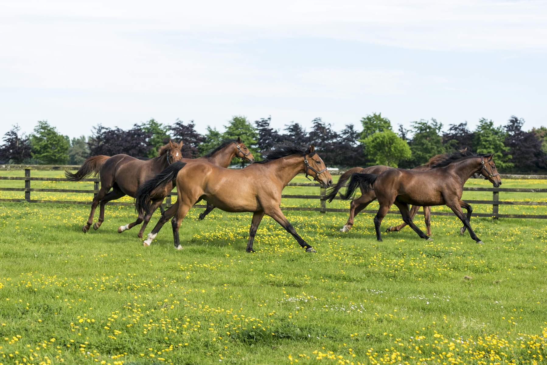 The Irish National Stud and Gardens Co Kildare Living Legendswebsize