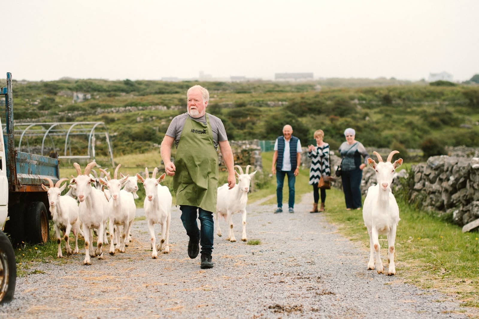 Farmer walking with a herd of white goats along a rural path on the Aran Islands as visitors look on.