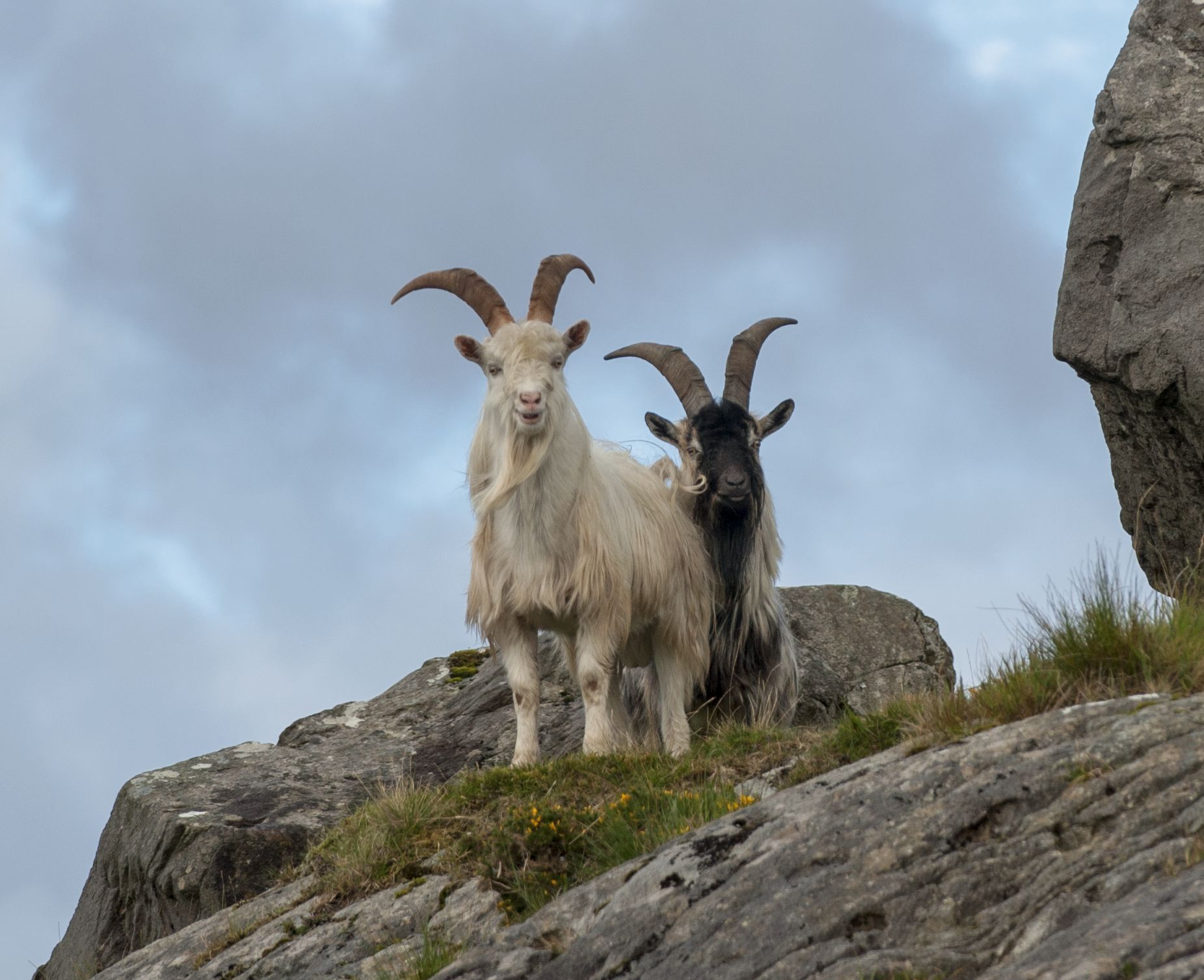 mm_ti_2107046_west_cork_goats