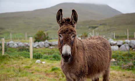 donkey-on-wild-atlantic-way