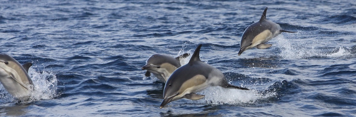 Cork dolphins