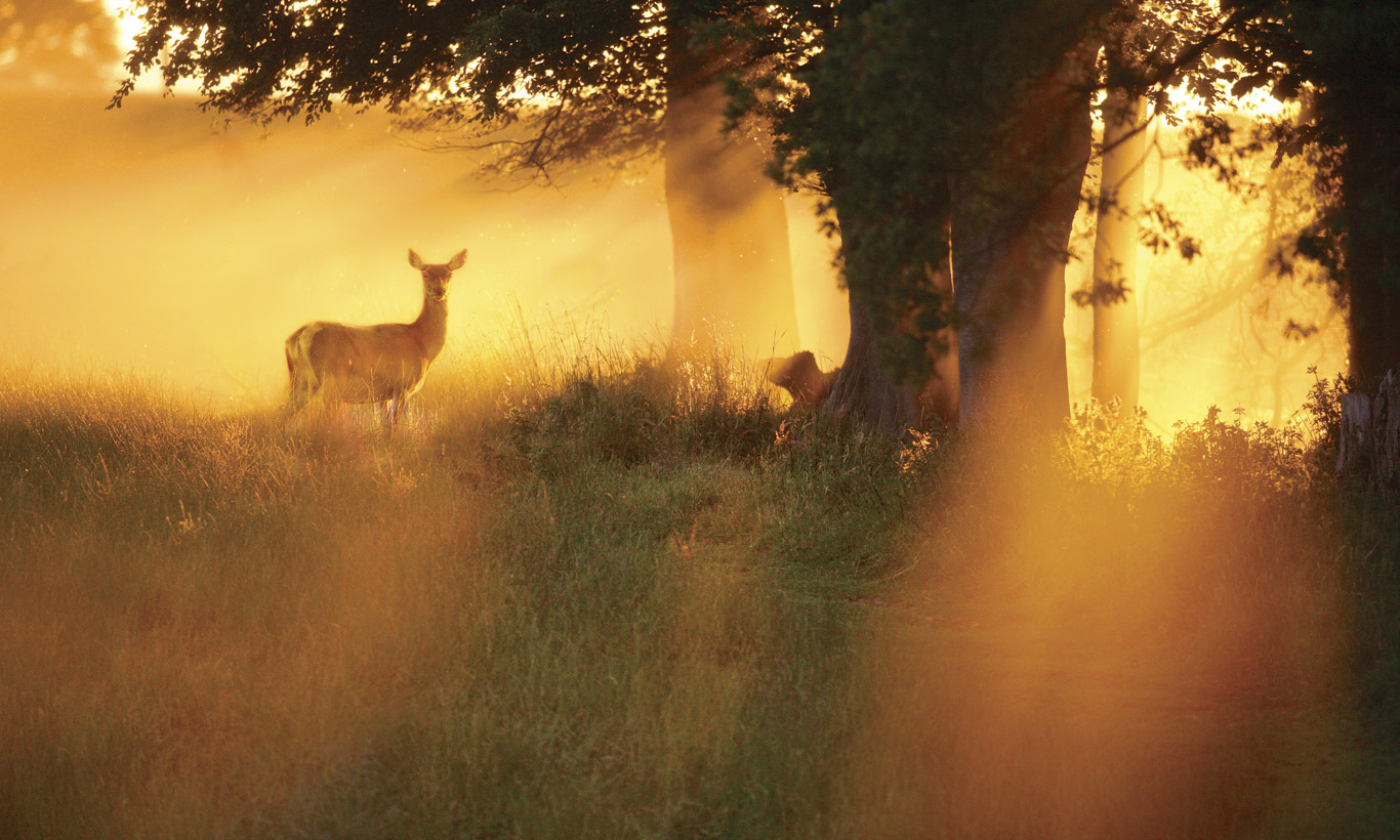 nine-incredible-parks-phoenix-bg-i